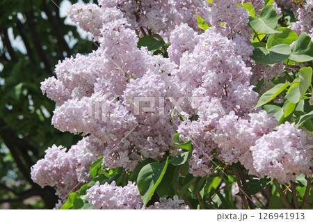 札幌花名所　川下公園　ライラック　リラ　札幌市の花 126941913