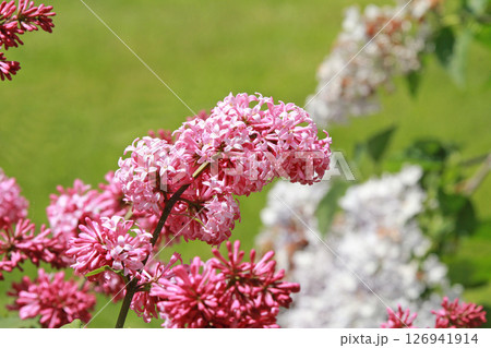 札幌花名所　川下公園　ライラック　リラ　札幌市の花 126941914