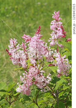 札幌花名所　川下公園　ライラック　リラ　札幌市の花 126941915