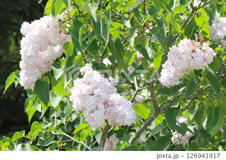 札幌花名所　川下公園　ライラック　リラ　札幌市の花 126941917