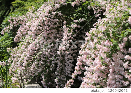 初夏の花　ショウキウツギ 126942041