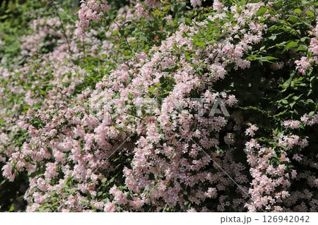 初夏の花　ショウキウツギ 126942042