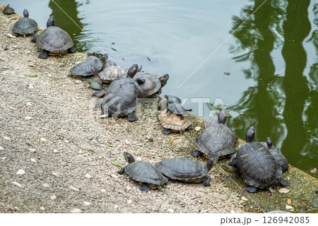 A group of turtles near a water pond A group of turtles near a water pond 126942085