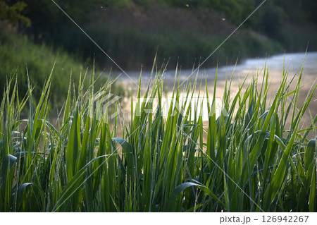 Dew-Covered Green Grass Blades by a Serene Waterside at Sunrise 126942267
