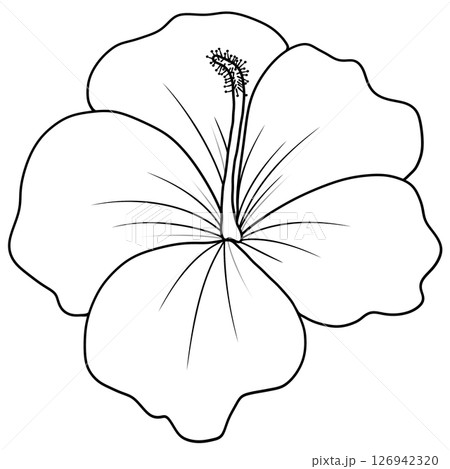 Drawing of Hibiscus Flower in Black and White for Coloring 126942320