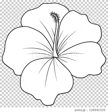 Drawing of Hibiscus Flower in Black and White for Coloring 126942320