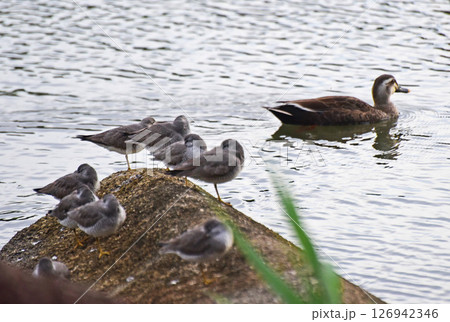 憩いの場所 126942346