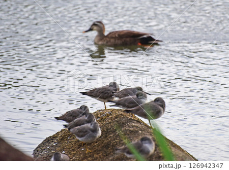 憩いの風景 126942347