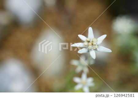 エーデルワイスの花 エーデルワイスの花 126942581