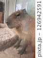 カピバラのかわいい横顔 126942591