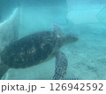 泳ぐウミガメ 126942592