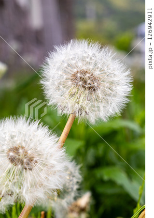タンポポの綿毛が飛び立つ瞬間 126942911