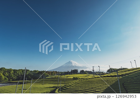 静岡県富士市にある天間の茶畑と富士山 静岡県富士市にある天間の茶畑と富士山 126942953