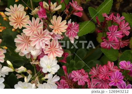 イワハナビ　山野草 126943212