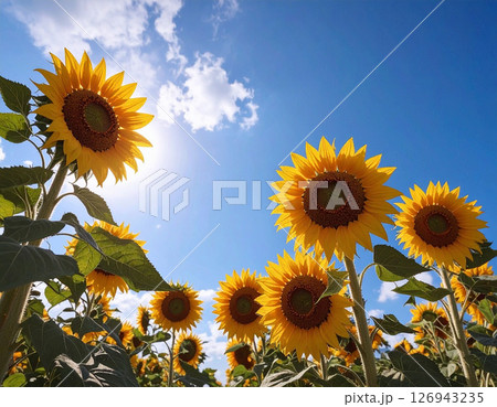 夏の風景イメージ、大きな青空とひまわりの花 126943235