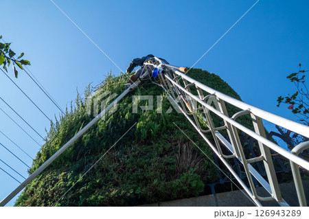 カイヅカイブキの剪定　円柱形仕立て 126943289