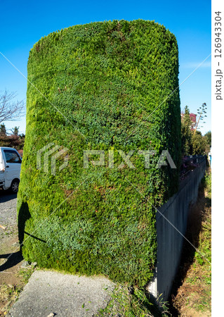 カイヅカイブキの剪定 円柱形仕立て カイヅカイブキの剪定 円柱形仕立て 126943304