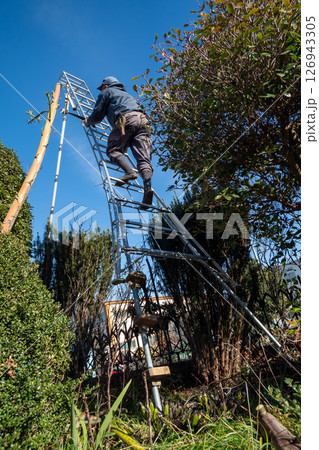 リュウゼツランの枯れた花茎を落とす リュウゼツランの枯れた花茎を落とす 126943305