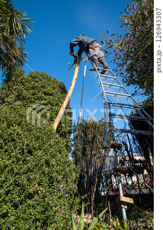リュウゼツランの枯れた花茎を落とす リュウゼツランの枯れた花茎を落とす 126943307