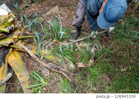 枯れたリュウゼツランを抜く 126943339