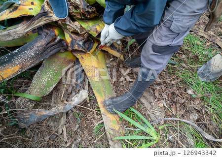 枯れたリュウゼツランを抜く 126943342