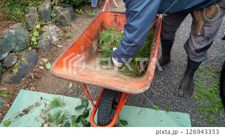 剪定した松の葉を集める 126943353