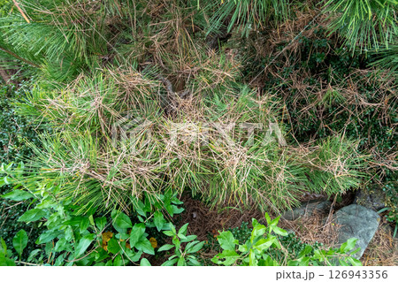 葉が変色したクロマツ 葉が変色したクロマツ 126943356