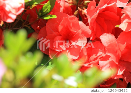朱色の八重のサツキ 126943432