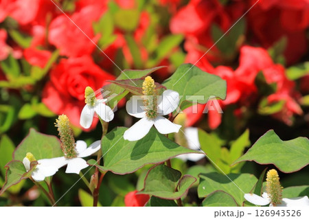 白いドクダミの花（長くなってきた花序）　 126943526