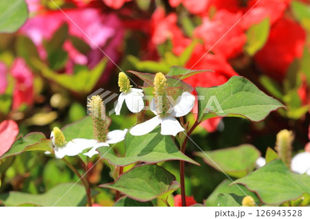 白いドクダミの花(長くなってきた花序) 白いドクダミの花(長くなってきた花序) 126943528