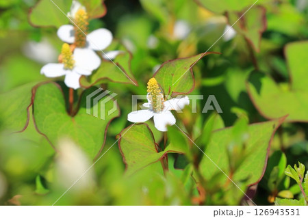 白いドクダミの花(長くなってきた花序) 白いドクダミの花(長くなってきた花序) 126943531