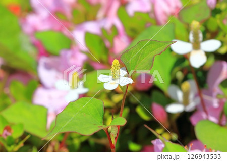 白いドクダミの花(長くなってきた花序) 白いドクダミの花(長くなってきた花序) 126943533