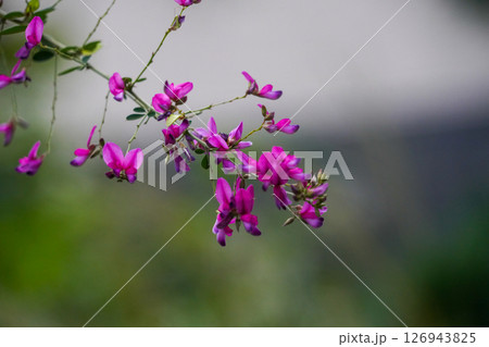 赤い萩の花 赤い萩の花 126943825