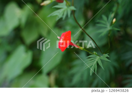 赤いルコウソウの花 赤いルコウソウの花 126943826
