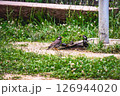 公園で水遊びをする鳥 126944020