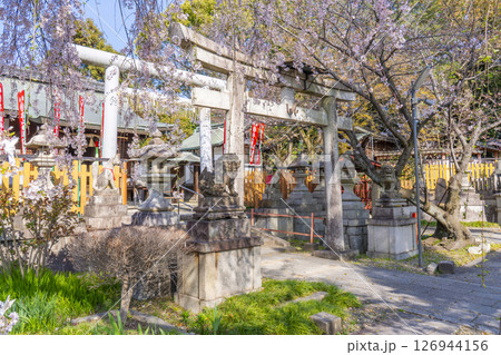 京都山科 花山稲荷神社 おゆき桜 京都山科 花山稲荷神社 おゆき桜 126944156