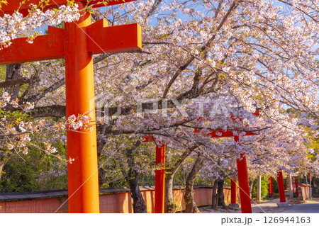京都　竹中稲荷神社の桜 126944163