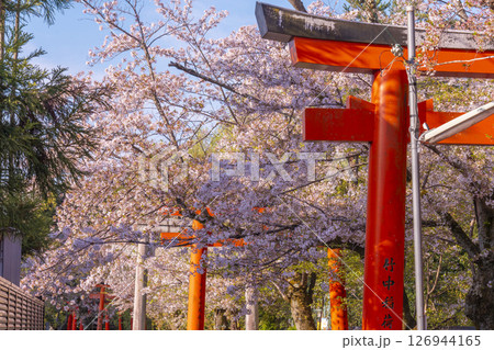 京都 竹中稲荷神社の桜 京都 竹中稲荷神社の桜 126944165