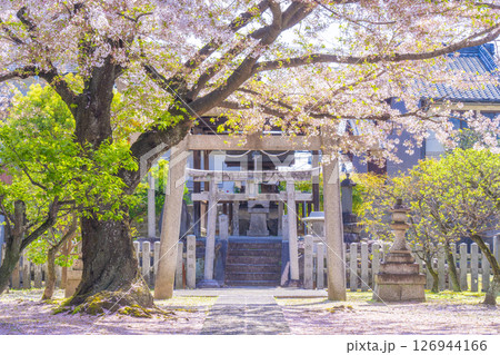 京都　妙顕寺　慶中稲荷社と桜 126944166