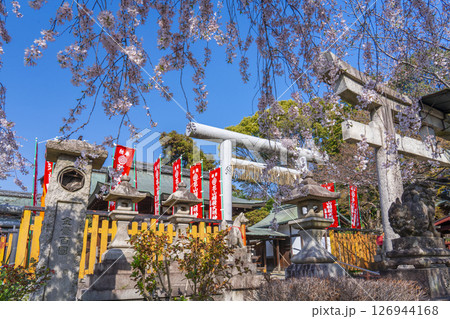 京都山科 花山稲荷神社 おゆき桜 京都山科 花山稲荷神社 おゆき桜 126944168