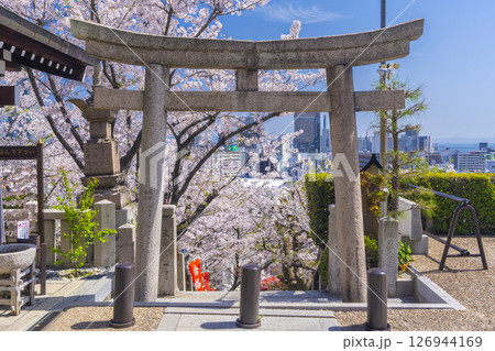 春の神戸 北野天満神社 満開の桜に包まれた石段の参道 春の神戸 北野天満神社 満開の桜に包まれた石段の参道 126944169