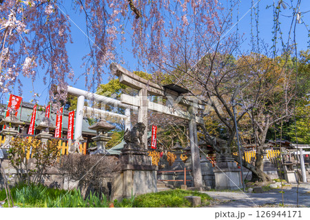 京都山科　花山稲荷神社　おゆき桜 126944171