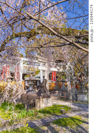 京都山科　花山稲荷神社　おゆき桜 126944174