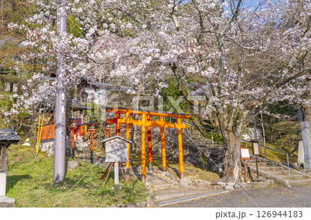 京都山科　大石稲荷大神　桜 126944183