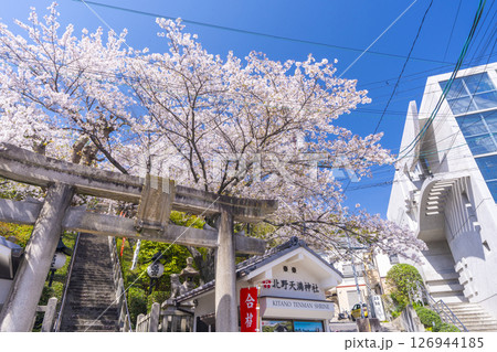 春の神戸　北野天満神社　石鳥居と満開の桜 126944185
