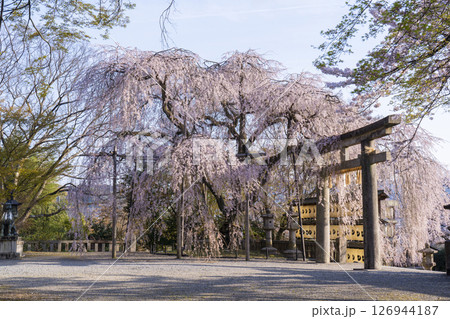 大石神社のしだれ桜(京都市山科区) 大石神社のしだれ桜(京都市山科区) 126944187