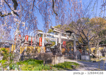 京都山科　花山稲荷神社　おゆき桜 126944188