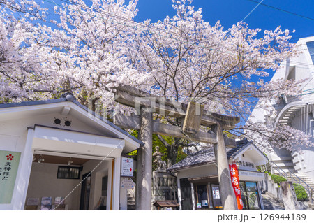 春の神戸 北野天満神社 石鳥居と満開の桜 春の神戸 北野天満神社 石鳥居と満開の桜 126944189