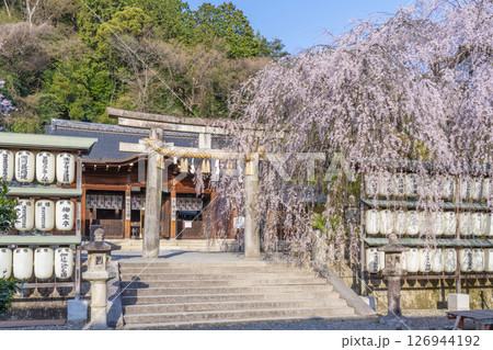 大石神社　拝殿としだれ桜（京都市山科区） 126944192