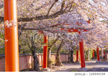 京都 竹中稲荷神社の桜 京都 竹中稲荷神社の桜 126944194